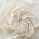 <p>Delicate Skin. Strong Care.</p>